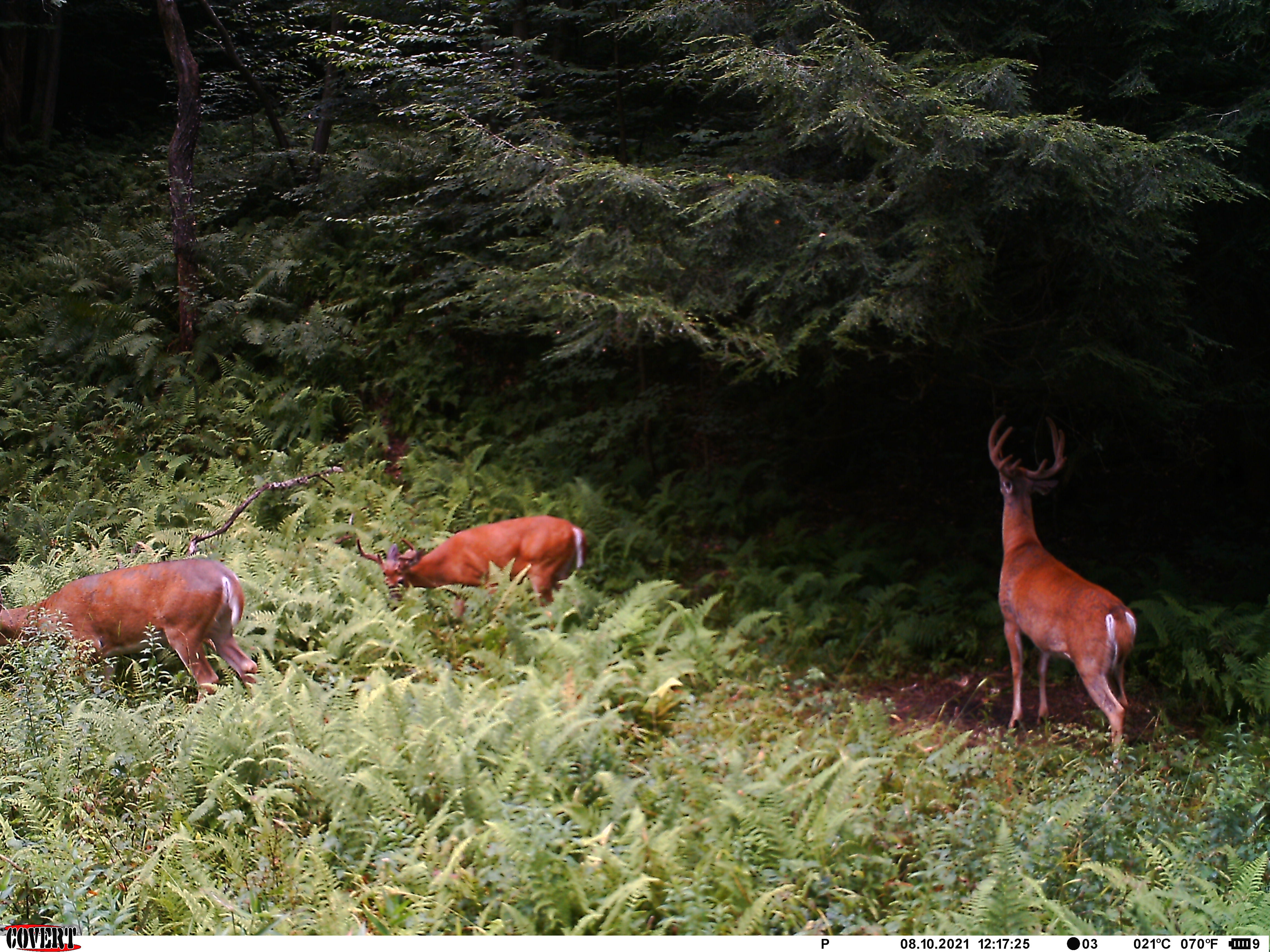 How To Create a Perfect Mock Scrape