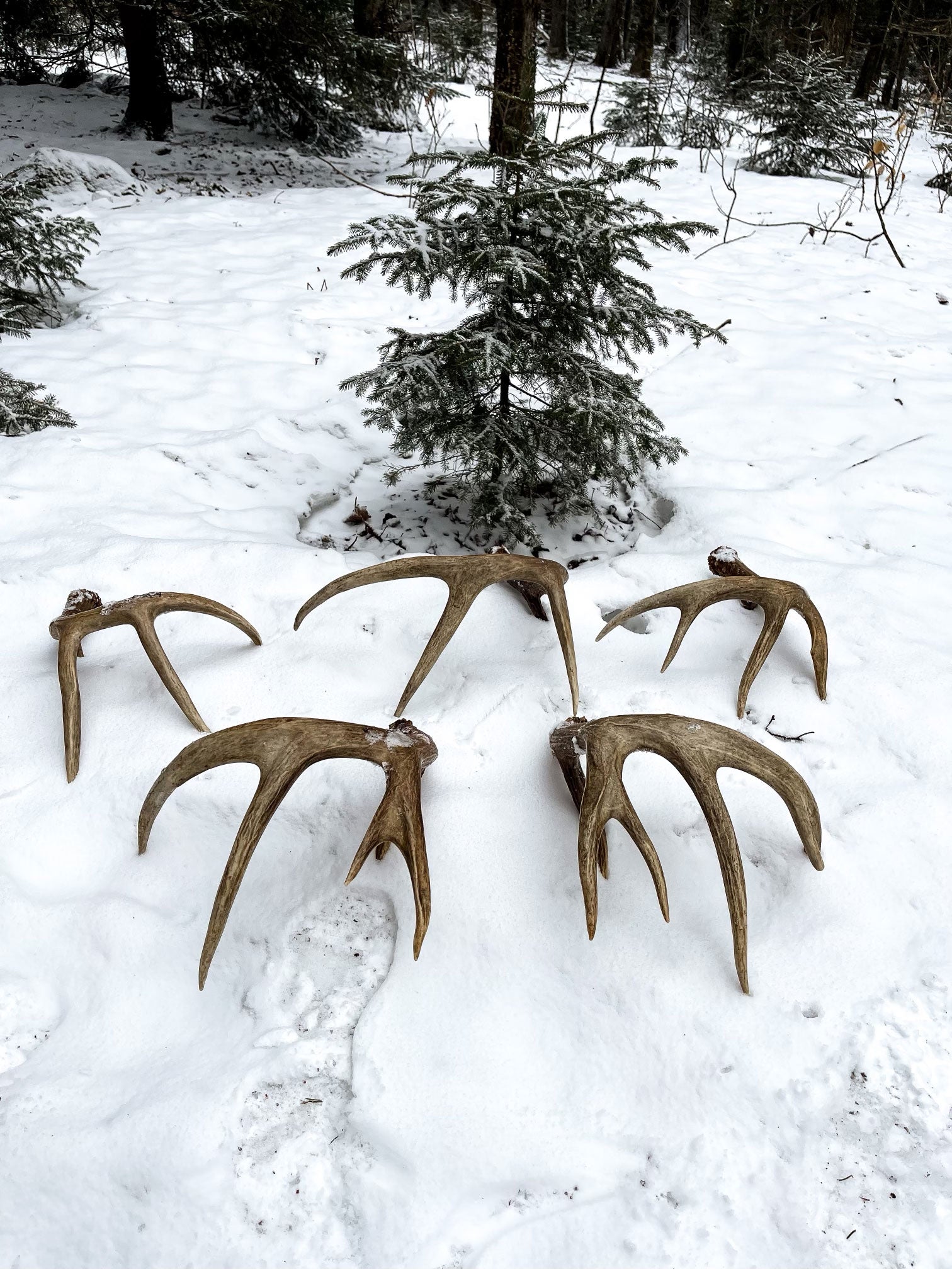 Striking Gold in the NH Big Woods